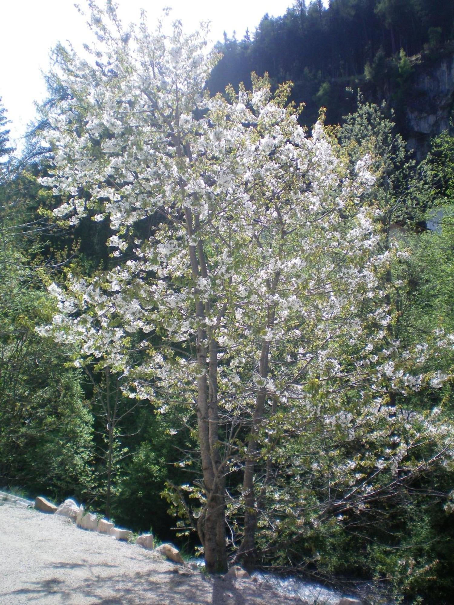 Villa Otto Santa Cristina Val Gardena Εξωτερικό φωτογραφία